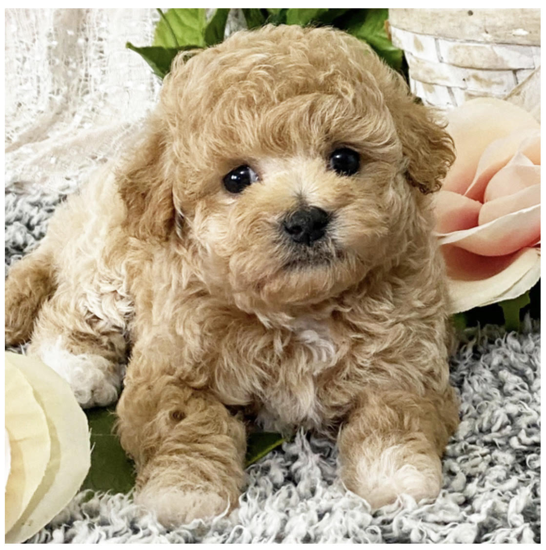 comprar cachorros sanos, baratos y asequibles para la venta